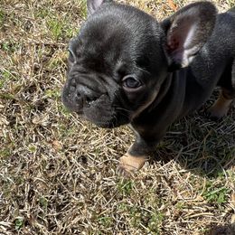 French Bulldog Puppies from Stratton Kennel