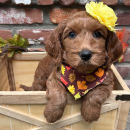 Karma - White - Red female Australian Labradoodle puppy in Citrus Heights, California from Elite Blend Labradoodles
