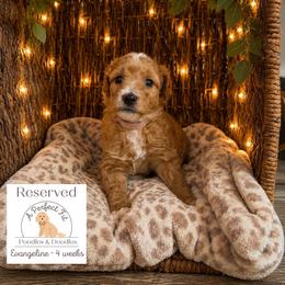 Evangeline - Apricot female Goldendoodle puppy in Lake Charles, Louisiana from Perfect Fit Poodles & Doodles