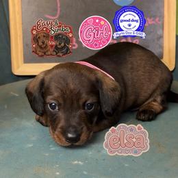 Elsa - Wild boar female Dachshund puppy in Livingston, Kentucky from Illyria Dox & GSD