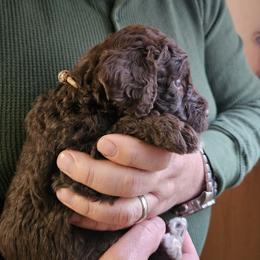 Garth - Brown male Double Doodle puppy in Jeddo, Michigan from Bert's Doodles