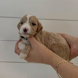 Tinsel - Cream female Goldendoodle puppy in Stanford, Kentucky from Holloway Goldendoodles