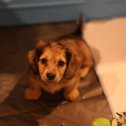 Dachshund Puppies from Ashley Kate’s Doxies