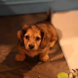 Dachshund Puppies from Ashley Kate’s Doxies