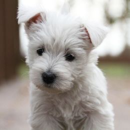 West Highland White Terrier Puppies from The West Acres