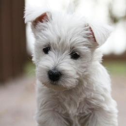 West Highland White Terrier Puppies from The West Acres