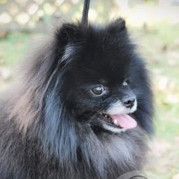 Loki - Pomeranian