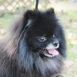 Loki - Pomeranian