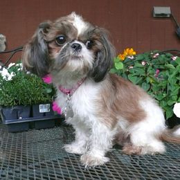 Autumn - Shih Tzu