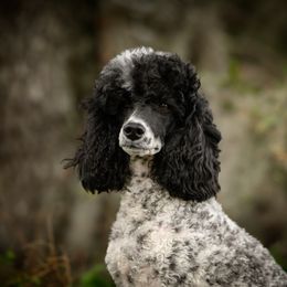 Poodle All Grown Up from Firefly Farm Poodles