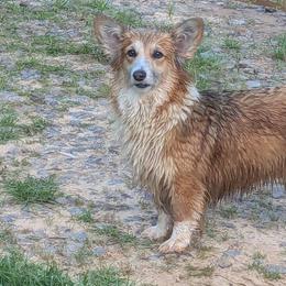 Pembroke Welsh Corgis from BROCKWAY CREEK CORGI'S