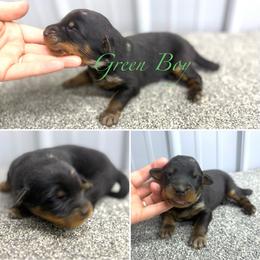 Green Boy - Harlequin male Beauceron puppy in Floyd’s Knobs, Indiana from Birdwing Beaucerons