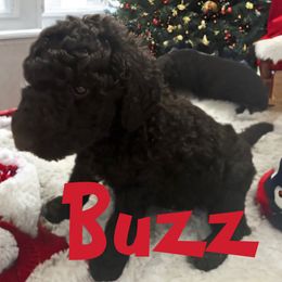 Poodle Puppies from Robinsnest Poodles