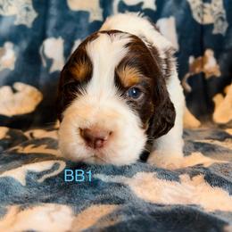 BB1 - Liver white and tan male English Springer Spaniel puppy in Britton, South Dakota from K&S Canines