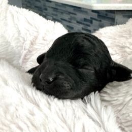 Goldendoodle Puppies from Only Loving Pups