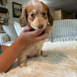Tami - Piebald female Dachshund puppy in Price, Utah from Stone Kennels
