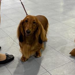 Biscotti - Dachshund