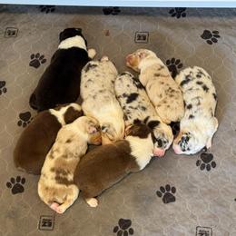 Boy 3 - Blue merle male Australian Shepherd puppy in Dayton, Ohio from Willowlake Australian Shepherds