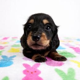 Black and tan female (2673.80) - Black and tan female Dachshund puppy in Belle Rive, Illinois from Akin's Miniature Dachshunds, LLC