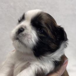 Shih Tzu Puppies from Little Miracles Shih Tzu