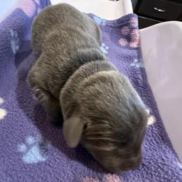 Yellow- Charcoal Female - Charcoal female Dilute Retriever puppy in Marion, Illinois from Summer Lovin’ Labradors of Southern Illinois