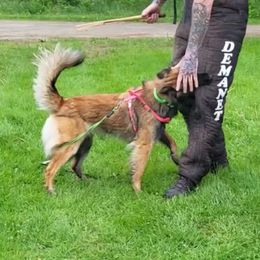 Cypher - Belgian Tervuren