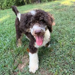 Dwayne (The Rock) - Brown and white male Aussiedoodle puppy in Chattanooga, Tennessee from Leafy Acre Mini Farm