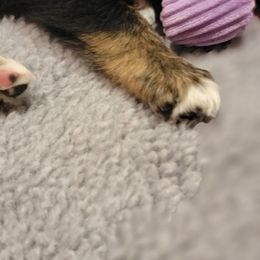 Australian Shepherd Puppies from Summit Australian Shepherds