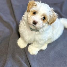 Havanese Puppies from PNW Havanese