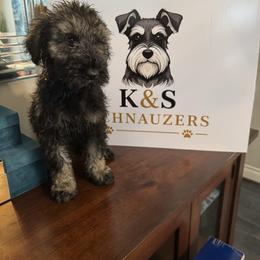 Winchester - Pepper and salt male Giant Schnauzer puppy in Pearland, Texas from K & S Schnauzers