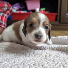 Moana - Piebald female Dachshund puppy in North Waterboro, Maine from Poole Family Miniature Dachshunds