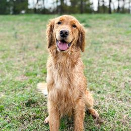 Stemi - Golden Retriever