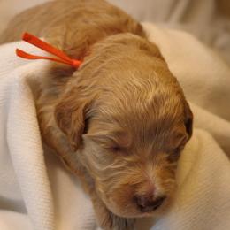 Churro (Orange collar) - Cream male Goldendoodle puppy in Seattle, Washington from Dream Lake Doodles