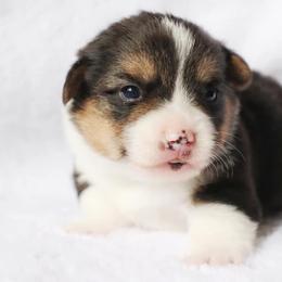 American Corgi Puppies from Diamond Corgis