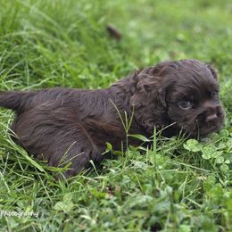 Coco - Brown male Cocker Spaniel puppy in Winston Salem, North Carolina from Cocker Cottage