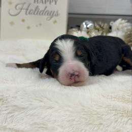 Sugar Cookie - Tri-color male Bernedoodle puppy in Hegins, Pennsylvania from Bubbling Springs Doodles, LLC