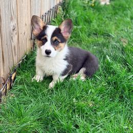 Arctic Hare - Black and tan male Pembroke Welsh Corgi puppy in Ashland, Ohio from SS Australian Shepherds