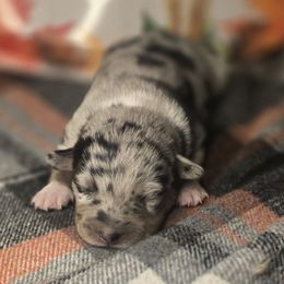 Tinsel - Blue merle female Aussiedoodle puppy in Fort White, Florida from Sugar Camp Canine - Maxwell