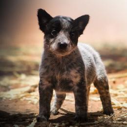 Galadriel (AKC) - Blue female Australian Cattle Dog puppy in Marana, Arizona from Impact 3rd Australian Cattle Dogs