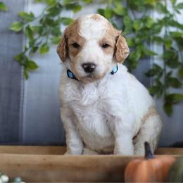 Scout - Parti male Goldendoodle puppy in Cherry Creek, New York from Doodles Pups of NY