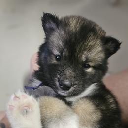 Siberian Husky Puppies from Anime Huskies