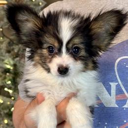 Cheddar - White black and tan male Papillon puppy in Boardman, Ohio from Taliaferro Kennel