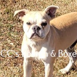 BamBam - Boston Terrier