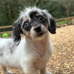 Dachshunds from Over The Moon Minis