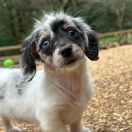 Dachshunds from Over The Moon Minis