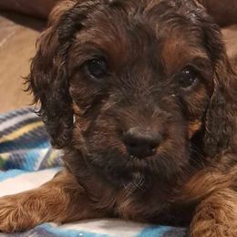 Boy 5 - Cockapoo puppy from Ouachita River Cockapoos