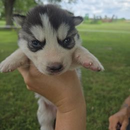 Girl 2 - Black and white female Siberian Husky puppy in Bingham, Illinois from Siberian Instincts Kennel