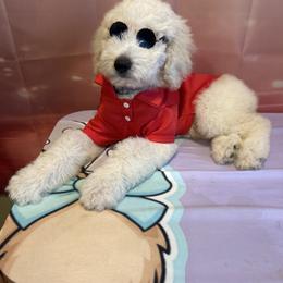 Romeo - White male Poodle puppy in Mobile, Alabama from Semmy’s Standard Poodle LLC