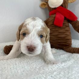 Tan Boy - Parti male Goldendoodle puppy in Greeley, Colorado from Millie Billie Doodles