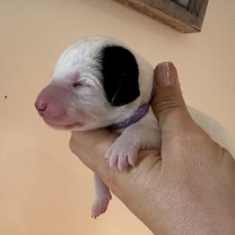 Girl 2 (Amethyst Girl) - Dalmatian puppy from Spot On Dalmatians